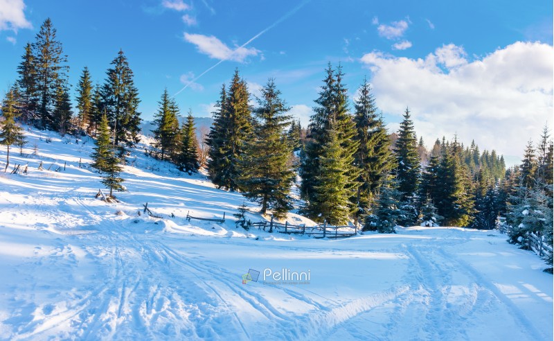 winter countryside with spruce forest. snow covered road in mountains. beautiful nature scenery on a bright day