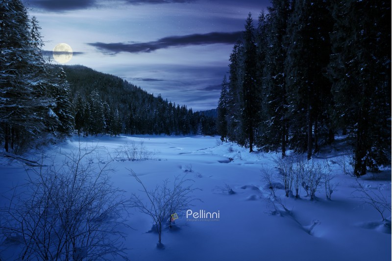 winter forest in mountains at night in full moon light. tall spruce trees around the snow covered meadow