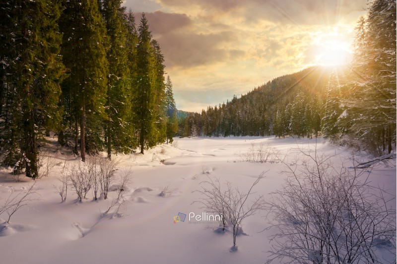 winter forest in mountains at sunset in evening light. tall spruce trees around the snow covered meadow