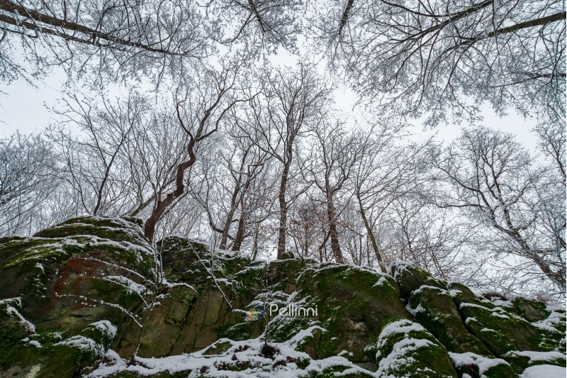 winter forest on a rocky cliff. view from below in to the leafless tree crowns