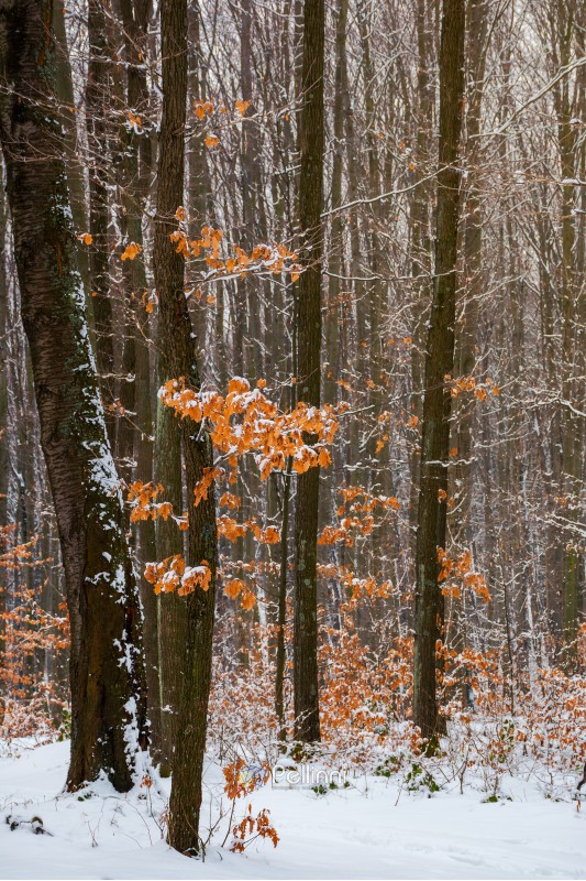 winter forest with some fall foliage in snow. beautiful nature background