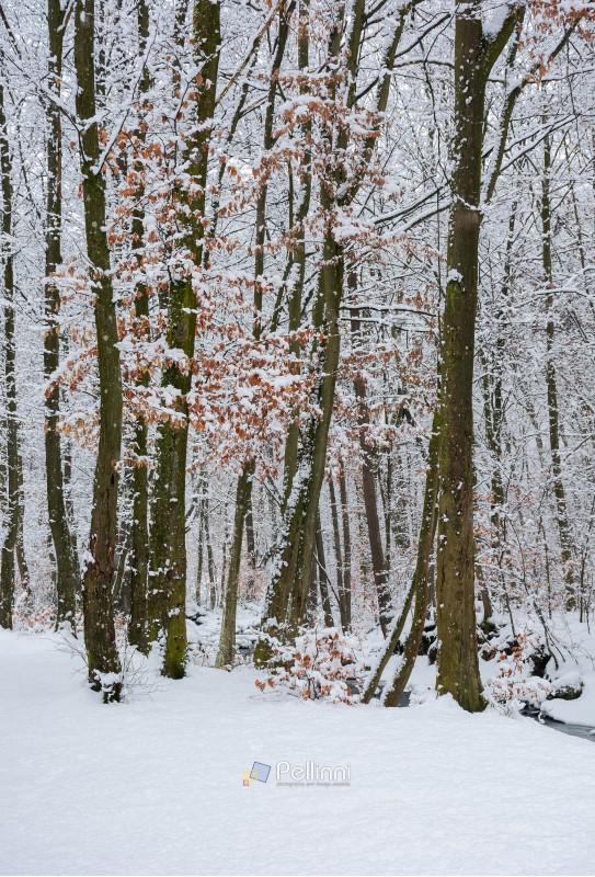 winter forest with some fall foliage in snow. beautiful nature background