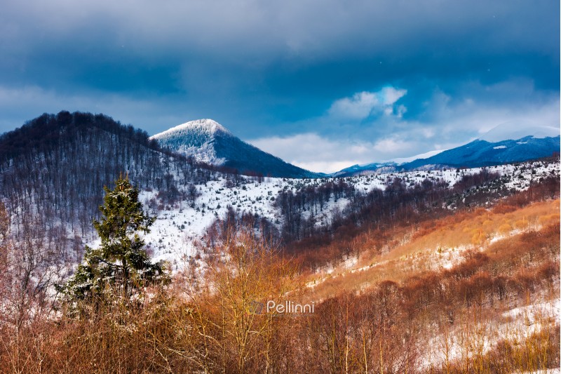 winter in Uzhanian National Nature Park. beautiful nature scenery with snowy peaks