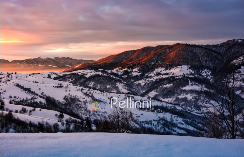 beautiful warm winter sunrise on cloudy morning in snow covered fields near rural area of Carpathian mountains