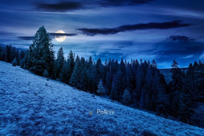 wonderful countryside scenery area during springtime at night. f wonderful countryside scenery area during springtime at night. full moon over meadow in weathered grass near row of fir trees on a steep hill. mysterious mountain landscape with clouds on the sky