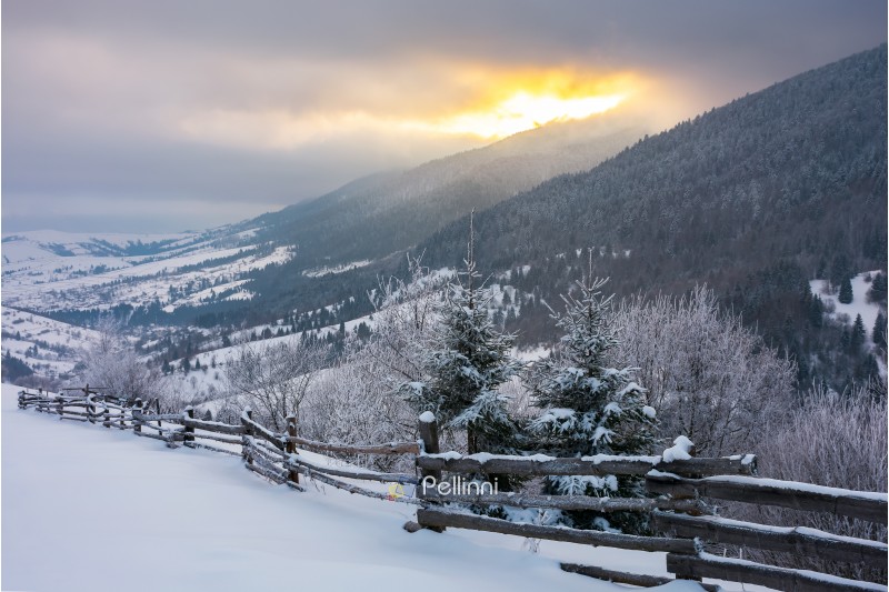 wonderful snowy countryside in mountains. spruce trees and wooden fence on the edge of a slope. winter sun rise behind the ridge and cloudy sky