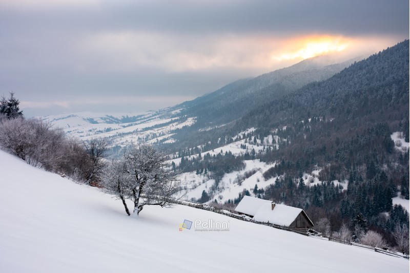 wonderful snowy countryside in mountains. tree and woodshed on a snowy slope. winter sun rise behind the ridge and cloudy sky