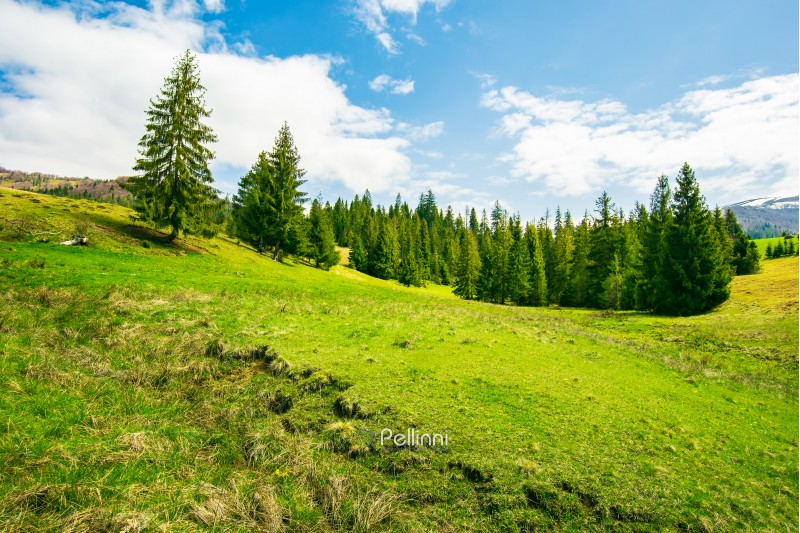 wonderful springtime weather in mountains. spruce forest on a grassy meadow. wonderful and bright weather with some fleecy clouds on a blue sky 