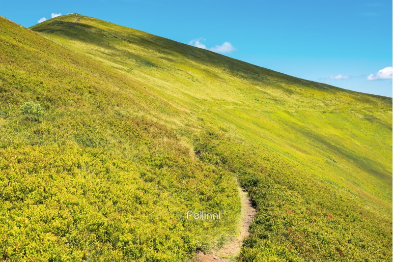 wonderful sunny scenery in mountains. grassy alpine meadow with foot path winding uphill. blue sky with fluffy clouds. beautiful carpathian landscape