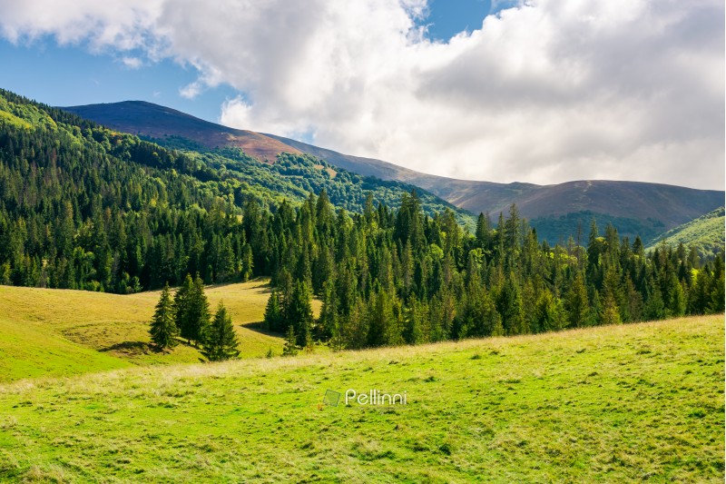 wonderful valley with spruce forest. beautiful landscape in mountains. sunny and warm september weather