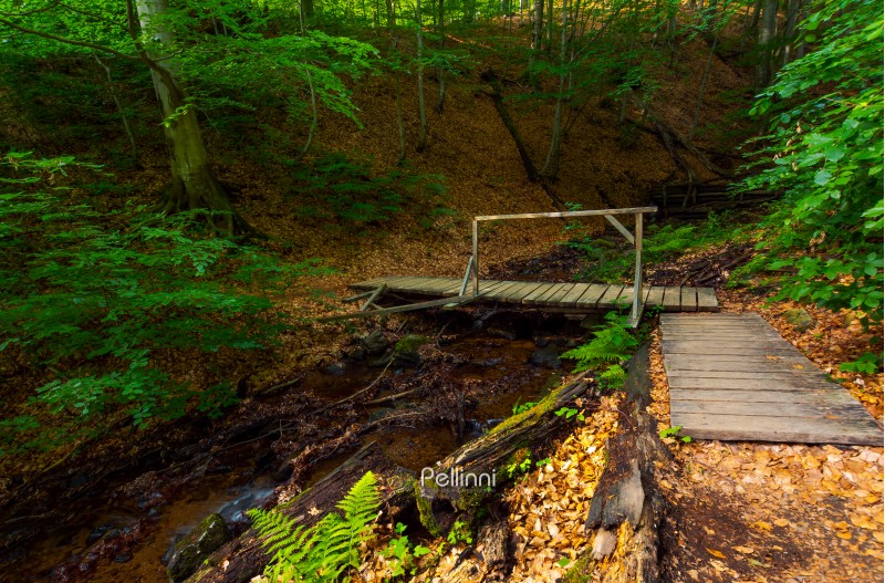 wooden bridge above the forest stream. lovely nature scenery in summer. beautiful ancient beech forest