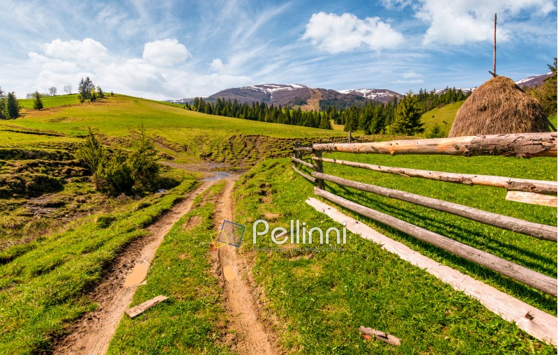 wooden fence along the dirt road on grassy hills of Carpathian alps. gorgeous springtime countryside with spruce forest and mountain ridge with snowy tops in the distance. 