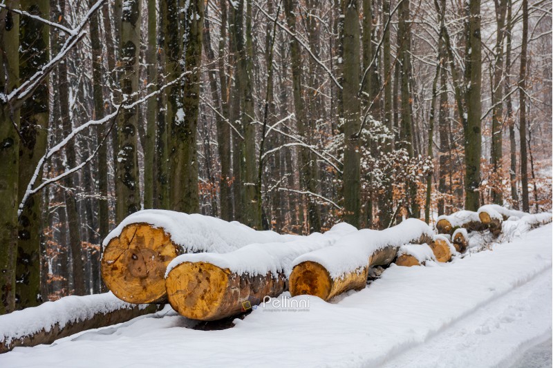 wooden logs in snow by the road through forest. natural fuel or ecology disaster concept