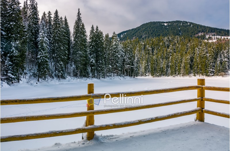 wooden pier on forest lake in winter. beautiful morning scenery in spruce forest