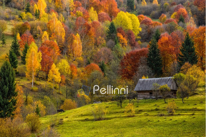 autumn; shed; foliage; mountain; landscape; nature; colorful; forest; season; rural; mount; beautiful; country; barn; tree; wood; scenic; hut; travel; hill; carpathian; background; wooden; woodshed; outdoor; house; tourism; cabin; cut; pile; old; fresh; sunny; building