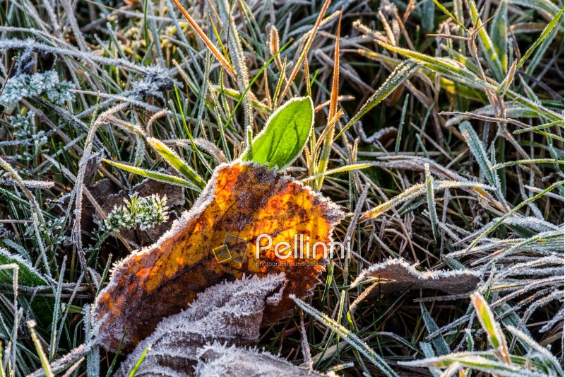foliage; yellow; green; texture; frosty; grass; leaf; closeup; autumn; winter; alive; cold; natural; background