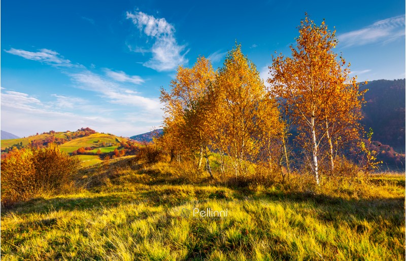 yellow birch trees in mountains at sunrise. beautiful countryside scenery in autumn with rural fields on hill in the distance under the lovely blue sky with some clouds