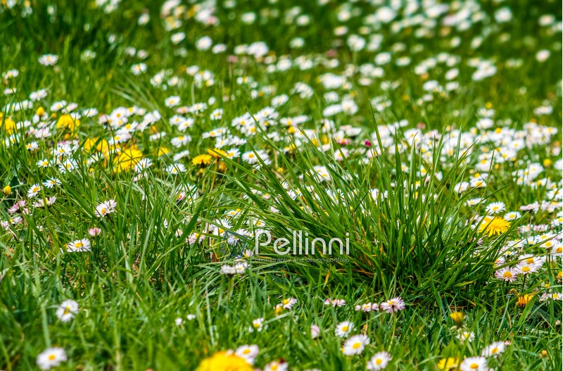 yellow flowers of dandelion and white clover flowers in green grass
