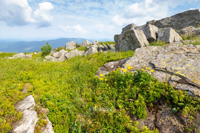 yellow dandelions in the grass among stones. carpathian mountain landscape with rocks on the hillside. highland of ukraine in summer. nature scenery with grassy alpine meadow