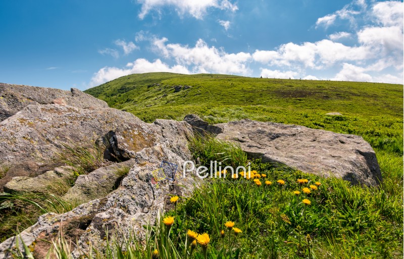 yellow dandelions on a grassy hillside. giant boulders on the grassy slope of Polonina Runa mountain ridge in summer