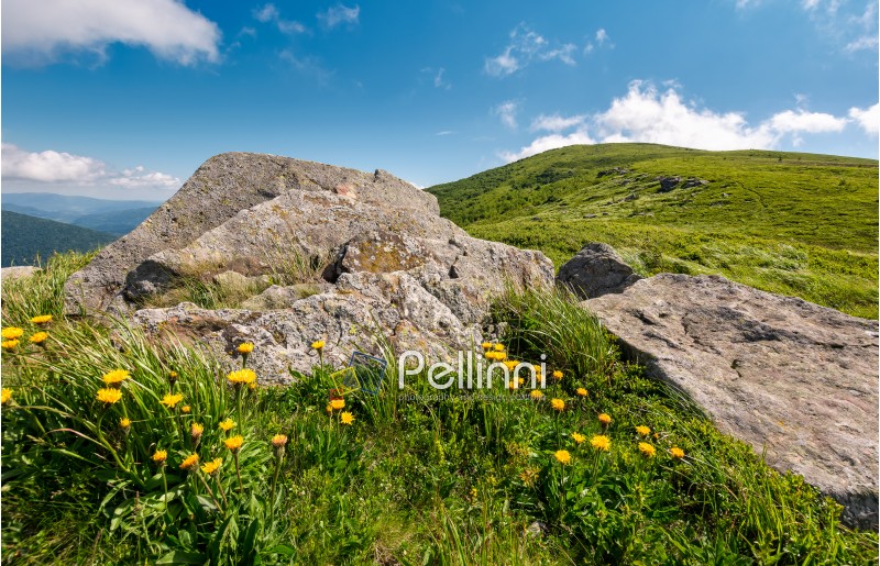 yellow dandelions on a grassy hillside. giant boulders on the grassy slope of Polonina Runa mountain ridge in summer
