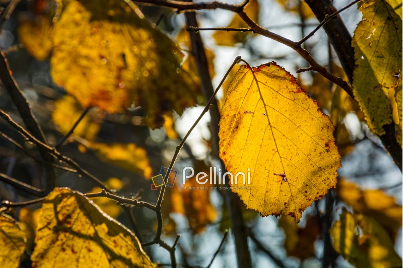 yellow leaf on the twig in autumn forest. beautiful autumnal background