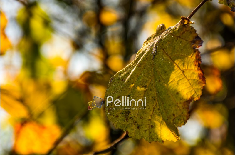 yellow leaf with dew drops on the twig in autumn forest. beautiful autumnal background