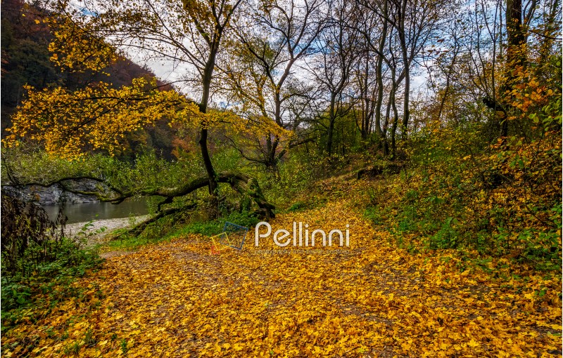 lovely autumnal scenery with yellow trees on rocky shore. river flows at the foot of a hill with rocky cliff