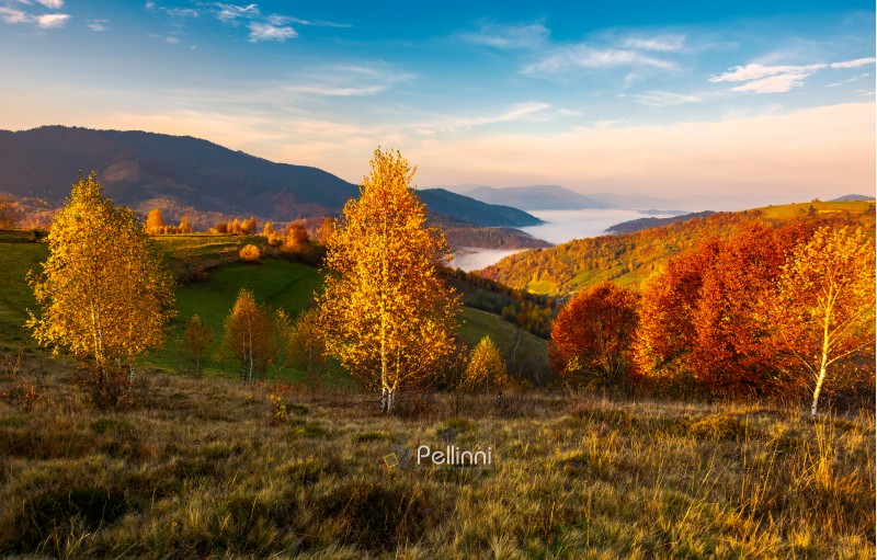 yellow trees on the edge of a hill in autumn. lovely mountain landscape with valley in fog under the gorgeous sky