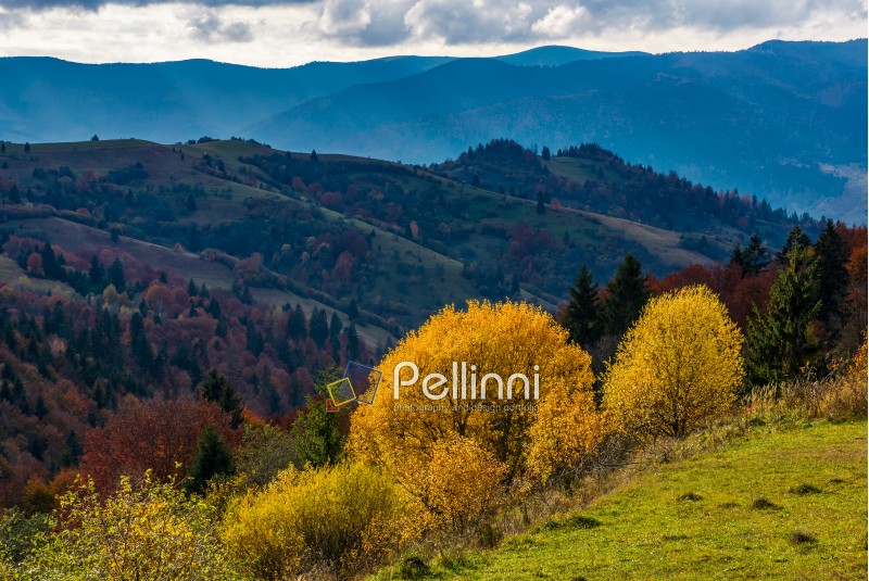 yellow trees on the edge of a hillside. clouds over the mountain ridge and hills with forest in autumn