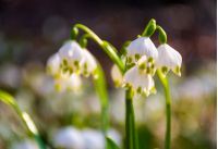 Beautiful blooming of White spring snowflake flowers in springtime. Snowflake also called Summer Snowflake or Loddon Lily or Leucojum vernum on a blurry background 