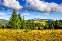 Classic Carpathian landscape. Autumn landscape in mountains of Romania. Conifer forest on hillsides in natural Carpathian mountain landscape of Apuseni National Park. Fresh and green trees of conifer forest in evening landscape