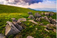 Dandelions among the rocks in Carpathian Alps. Heavy cloud on a blue sky over the mountain peak in the distance.  Vivid summer landscape at sunset.