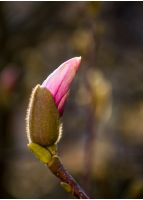 Magenta Magnolia flower opening in springtime. beautiful intimate nature scenery