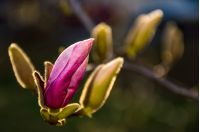 Magenta Magnolia flowers on a branch opening in springtime. beautiful intimate nature scenery