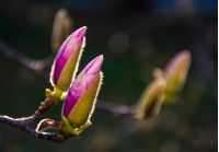 Magenta Magnolia flowers on a branch opening in springtime. beautiful intimate nature scenery