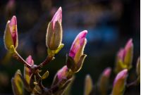 Magenta Magnolia flowers on a branch opening in springtime. beautiful intimate nature scenery