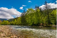 River flows among of a green forest at the foot of the mountain. Picturesque nature area in Carpathians. Serene springtime day under blue sky with some clouds