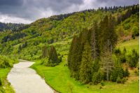 River flows among of a green forest at the foot of the mountain. picturesque nature of rural area in Carpathians