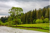 River flows among of a green forest at the foot of the mountain. picturesque nature of rural area in Carpathians
