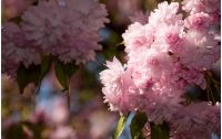 pink Sakura flowers closeup on a branch. beautiful blurred background of blossoming garden in springtime