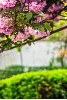 beautiful spring background with pink Sakura flowers closeup on a branch on the blurred background of blossoming garden in springtime