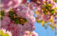 beautiful spring background. pink Sakura flowers closeup on a branch. blurred background of blossoming garden in springtime