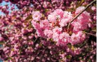beautiful spring background with pink Sakura flowers closeup on a branch on the blurred background of blossoming garden in springtime