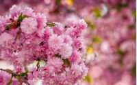 Beautiful springtime background. Sakura flowers blossom in garden