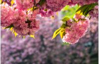 Beautiful springtime background. Sakura flowers blossom in garden