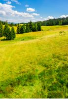 Spruce forest on a grassy slope. lovely summer scenery on a bright sunny day