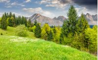 Composite image with spruce forest on a grassy hill  in High Tatra mountains. wonderful summer landscape on a sunny day