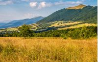 agricultural hay field in mountains. tree on the grassy meadow. beautiful rural landscape