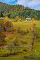 agricultural fields on hillside near forest. lovely autumnal scenery in mountains